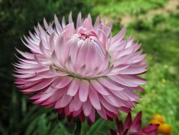 Close-up of pink dahlia flower on field