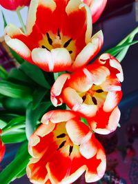 Close-up of red flower