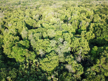 High angle view of trees growing in forest