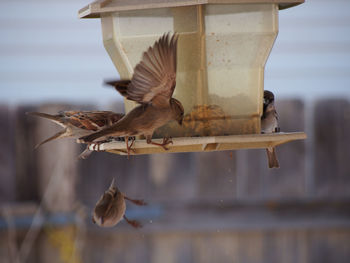 Bird perching on railing