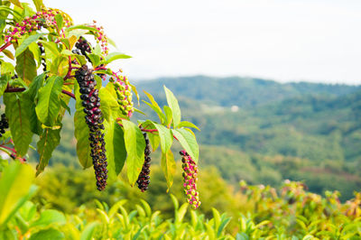 Close-up of flowering plant growing on land