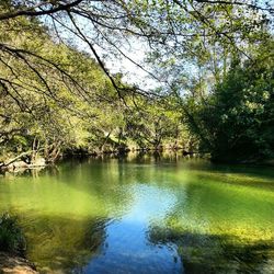 Reflection of trees in lake