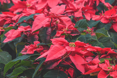 Close-up of red flowering plant leaves