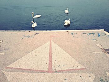 Birds in water