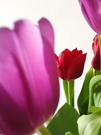 Close-up of pink tulip blooming