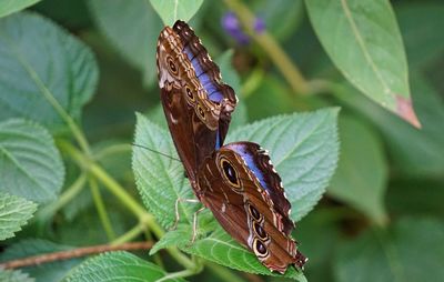Close-up of butterfly on leaf