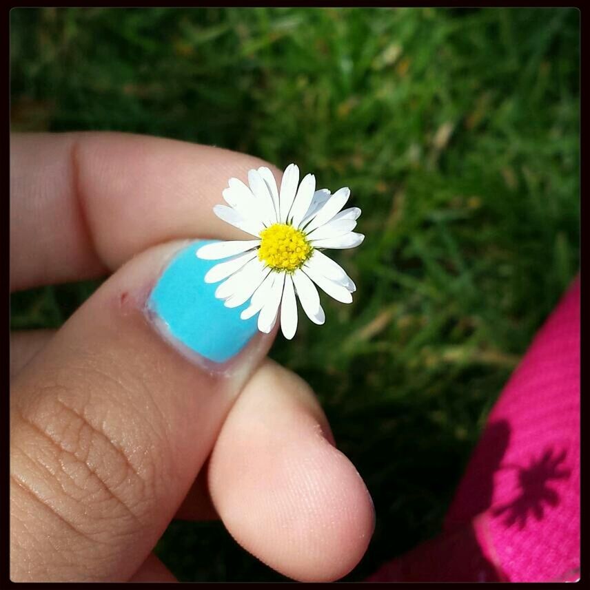 flower, person, fragility, petal, flower head, freshness, holding, daisy, single flower, part of, pollen, human finger, beauty in nature, close-up, focus on foreground, growth, personal perspective