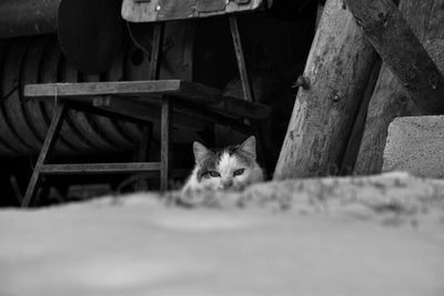 Portrait of kitten sitting outdoors