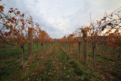 Trees growing in farm against sky