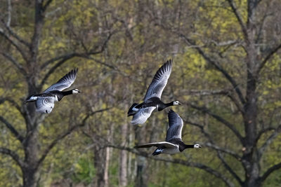 Birds flying against trees