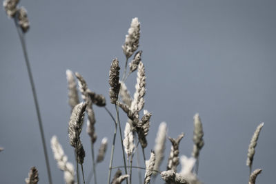 Low angle view of stalks in field against sky