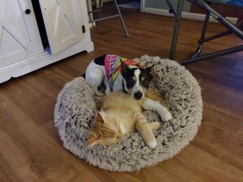 High angle view of a dog lying down on hardwood floor