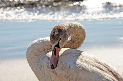 Close-up of swan on shore