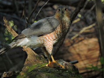 Close-up of bird perching on rock