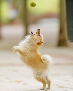 Side view of dog playing with ball