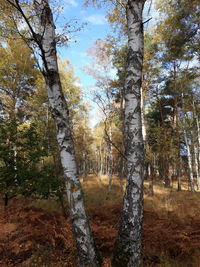 Trees in forest against sky