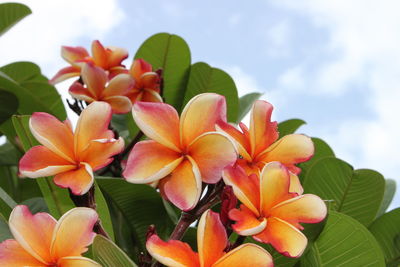 Close-up of flowers