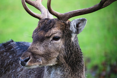 Close-up of deer