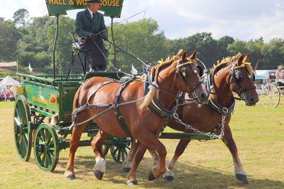 Horses riding horse cart