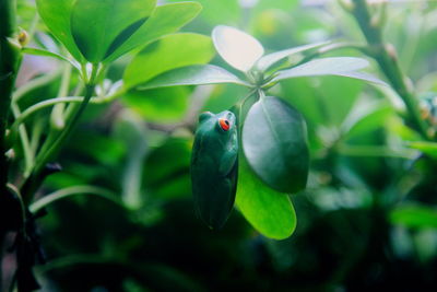 Close-up of fruits on plant