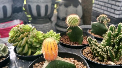 Close-up of cactus growing in market