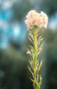 Close-up of white flowering plant