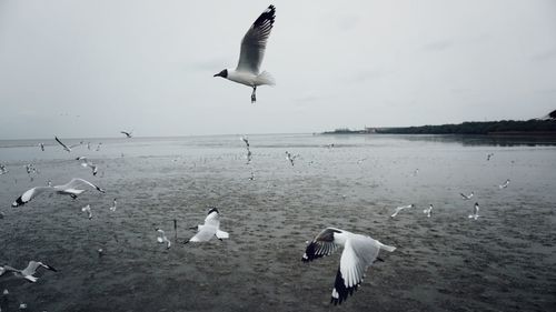 Seagulls flying over lake