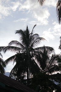 Low angle view of palm trees against sky