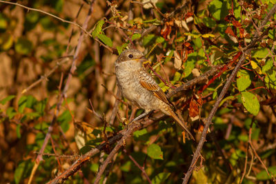 Close-up of a bird on branch