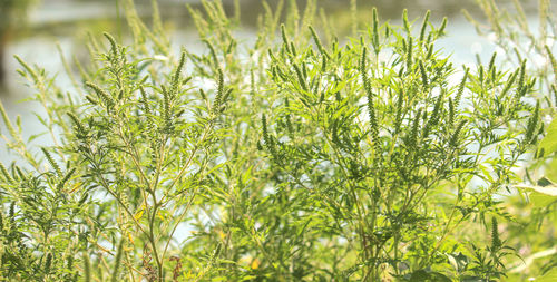 Close-up of fresh plants growing on field