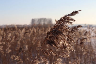 Close-up of stalks in field against sky