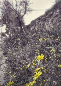 Close-up of yellow flowers against mountain range