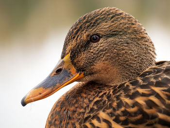 Close-up of a bird