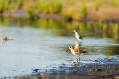 Bird on a lake