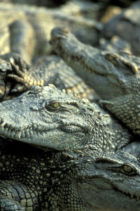 Close-up of crocodile in zoo