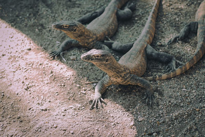 High angle view of lizard on rock