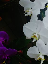 Close-up of white flowers blooming outdoors