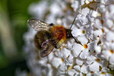 Close-up of bee pollinating on flower