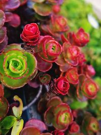 Close-up of multi colored flowers