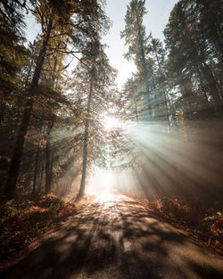 Sunlight streaming through trees in forest