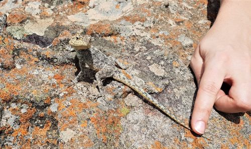 Close-up of hand holding rock against wall