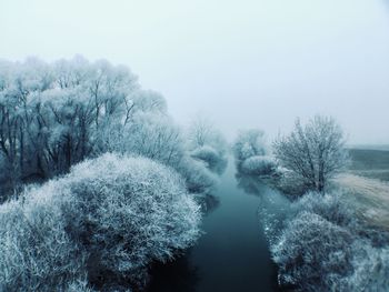 Frozen trees against clear sky during winter