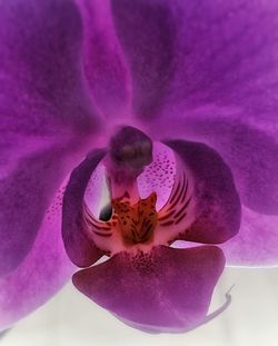 Close-up of purple orchid blooming outdoors