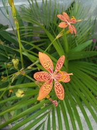 Close-up of orange flowering plant leaves