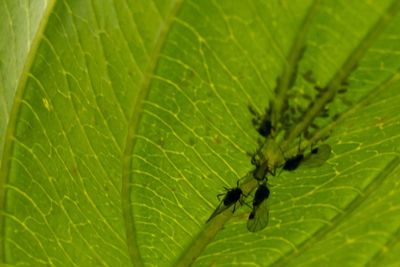 Close-up of insect on leaf