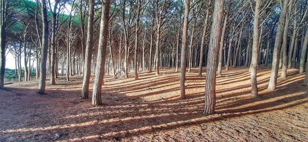 Trees growing on field in forest