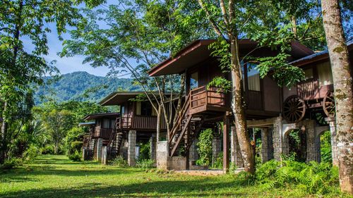 Abandoned house amidst trees and plants in forest