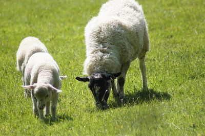 Sheep grazing in a field