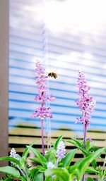 Honeybee on flower