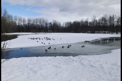 Flock of swans on snow covered landscape against sky